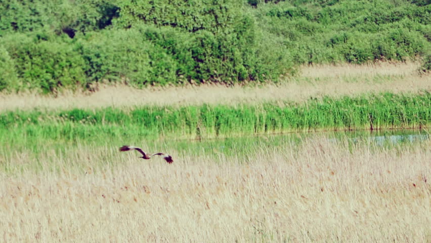 A western marsh harrier (Circus aeruginosus) in flight. Gracefully hovers over an open field in search of prey.   Wildlife. Slow motion.