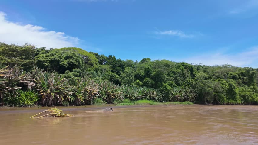 View of lush tropical vegetation along the muddy banks of the Tárcoles River in Costa Rica.