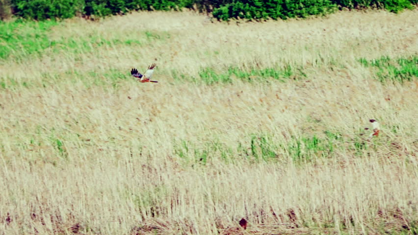 A western marsh harrier (Circus aeruginosus) in flight. Gracefully hovers over an open field in search of prey.   Wildlife. Slow motion.