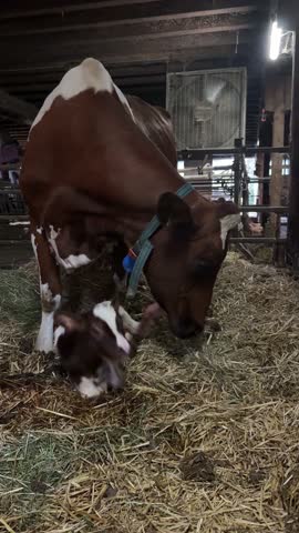 Affectionate mother cow cleaning and caring for her newborn calf lying on hay in a barn stall
