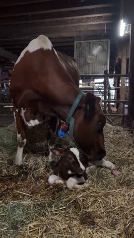 Affectionate mother cow cleaning her newborn calf lying on hay inside a rustic barn