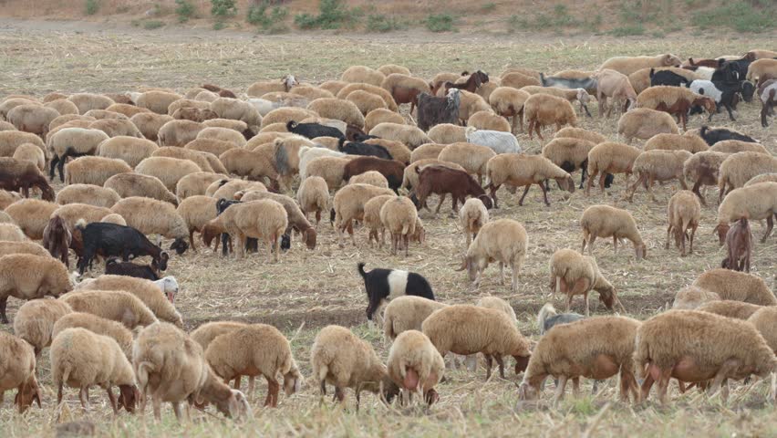 A mixed herd of sheep and goats grazing on dry stubble fields after the grain harvest in the rural Judean Hills, Israel.