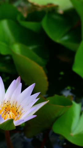 Beautiful purple lotus flower with yellow center blooming in pond with green lily pad leaves background