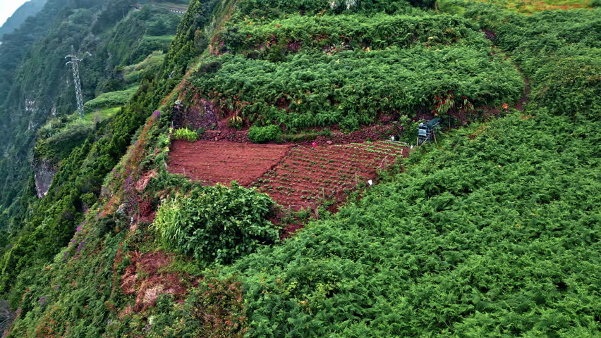 Aerial view forested mountains slopes covered soft white fog. Picturesque lush green hills stretching to horizon under dense mist. Marine wild nature with bright greenery. Serene highland landscape