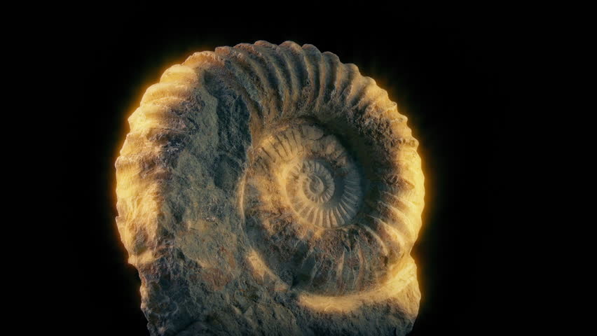 Jurassic Fossil Of Sea Creature
