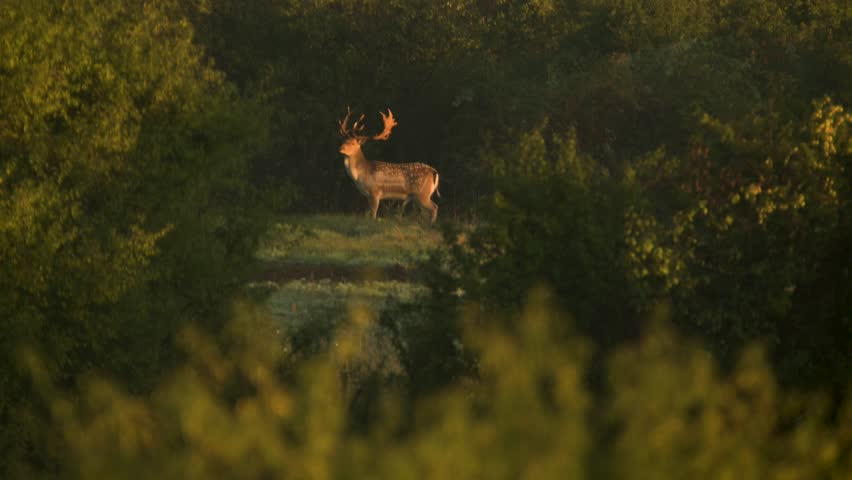 European Fallow Deer Stag spotted in the morning sunshine turning around and walking away in a forest