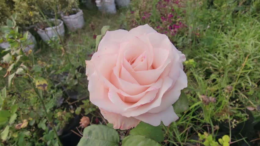 Close-up view of blooming pink roses reveals intricate petal layers and soft hues, highlighting the natural beauty and tranquility of a flourishing garden environment. 4K Rose Flower Video.