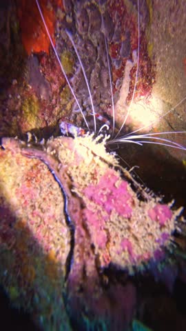 A Banded Coral Shrimp (Stenopus hispidus) hides in a reef crevice during a night dive. Its long white antennae are illuminated by a diver