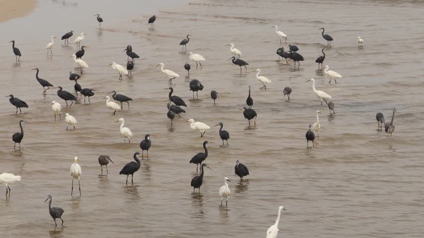 White heron, Great Egret, standing on the lake. Water bird in the nature habitat. Wildlife scene. Great Egret, Great White Heron, Casmerodius Albus Family - Ardeidae Identification