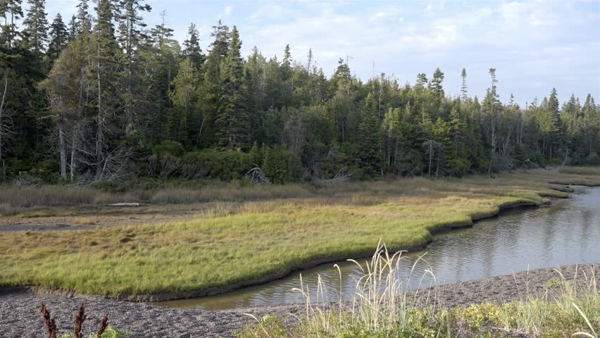 Calm river winding through a grassy marsh and a dense evergreen forest