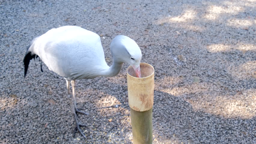 Blue Crane (Anthropoides paradiseus) feeding from container at sanctuary