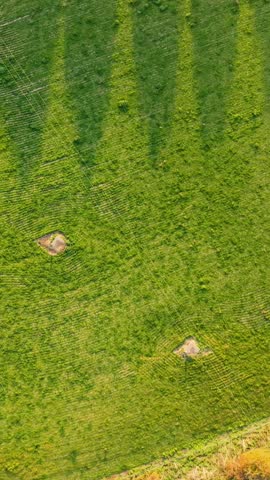 Vertical aerial top-down drone flying over golden autumn woods near Ware, Hertfordshire, UK. Long tree shadows reveal a symmetrical triangular tree layout, ending at the River Lee in afternoon light.