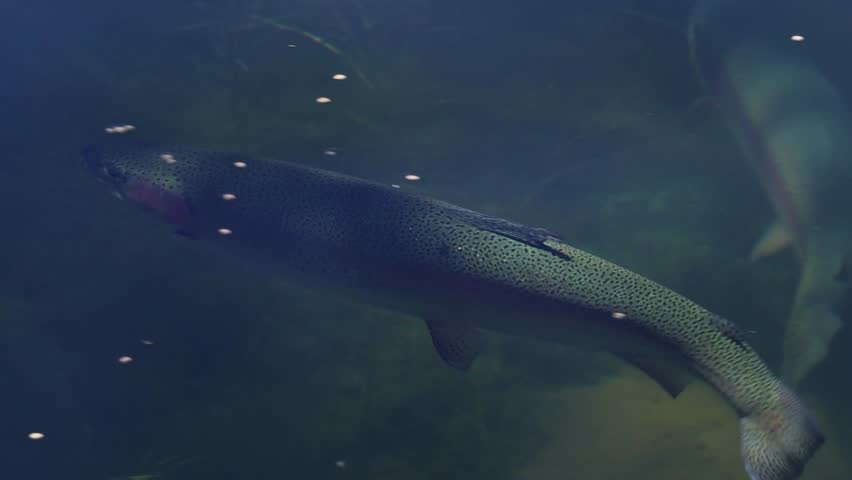 A rainbow trout darts back and forth along a current seam, turning and surging to pick off insects. Camera tracks movements, crisp ripples reflections. Tight shot on the Owens River near Bishop, CA.
