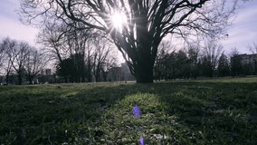 Sunlight filtering through the branches of a leafless tree. Warm sunlight shining through leafless tree branches in a peaceful park, creating a calm and dreamy atmosphere. - Powered by Shutterstock - Get 15% off with code: PIKWIZARD15