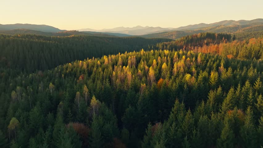 Aerial view colorful forest mountain travel scenic morning summer sun