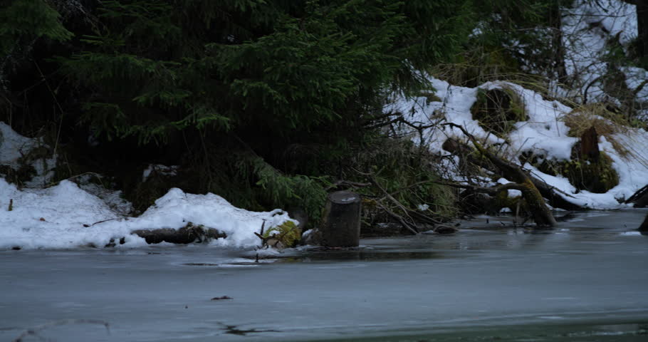 Winter landscape showcases a frozen river with snow-covered banks, surrounded by lush evergreen trees and fallen logs, evoking a peaceful and serene ambiance in a natural environment