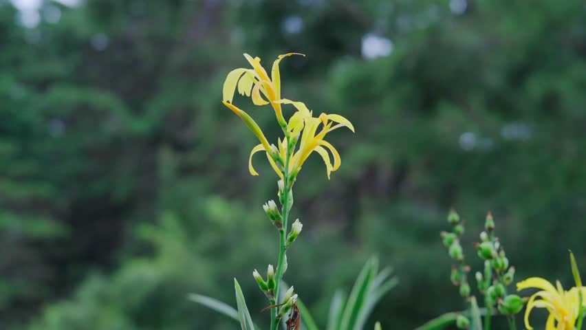 Stunning 4K resolution background videos and images. Find the perfect ultra-high-definition clip for your creative projects, from serene nature to abstract patterns.