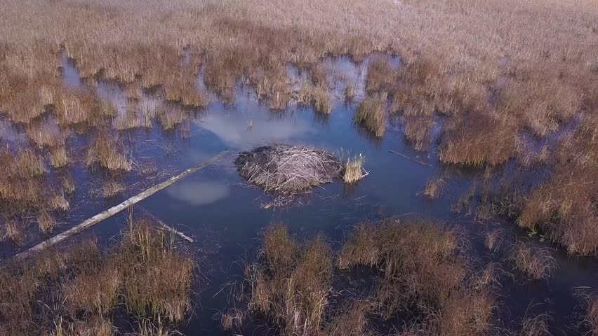 Aerial slowly circles beaver lodge in flooded grassy marsh wetland