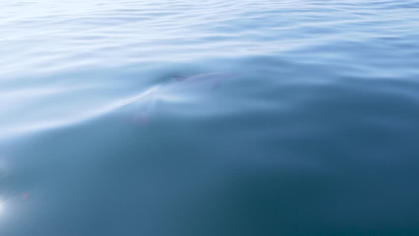 Elegant slow-motion shot of a lone dolphin swimming just below the ocean surface. Gentle ripples and clear blue water highlight graceful, natural wildlife behavior.