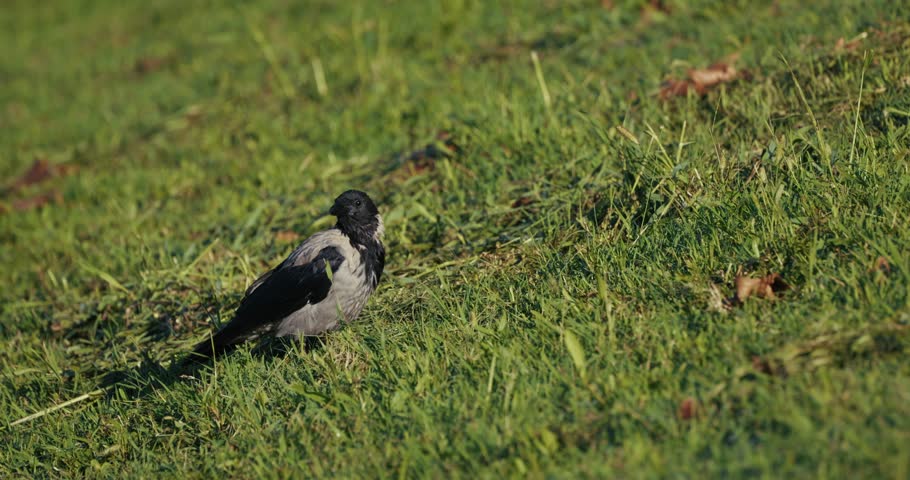 A hooded crow stands and pecks at the ground on a grassy slope, surrounded by scattered leaves and sunlit vegetation.