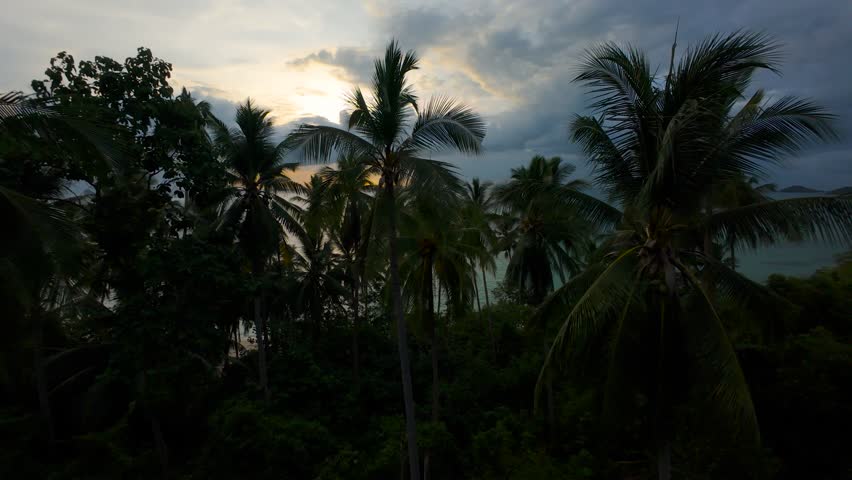 Aerial Drone View Flying Through Palm Trees Toward Ocean as Sunset Colors Reflect on Water and Clouds Cover Sky.