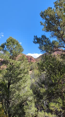 Blue skies and bright rock formations in Zion National park. 