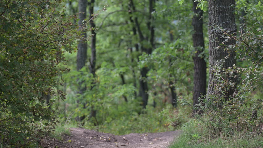 Forest trail surrounded by green trees