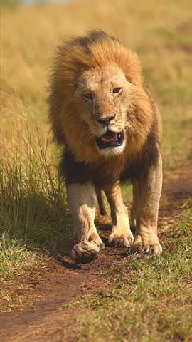 Wild male lions walking side by side through the savanna, showcasing strength, unity and dominance in the wild.