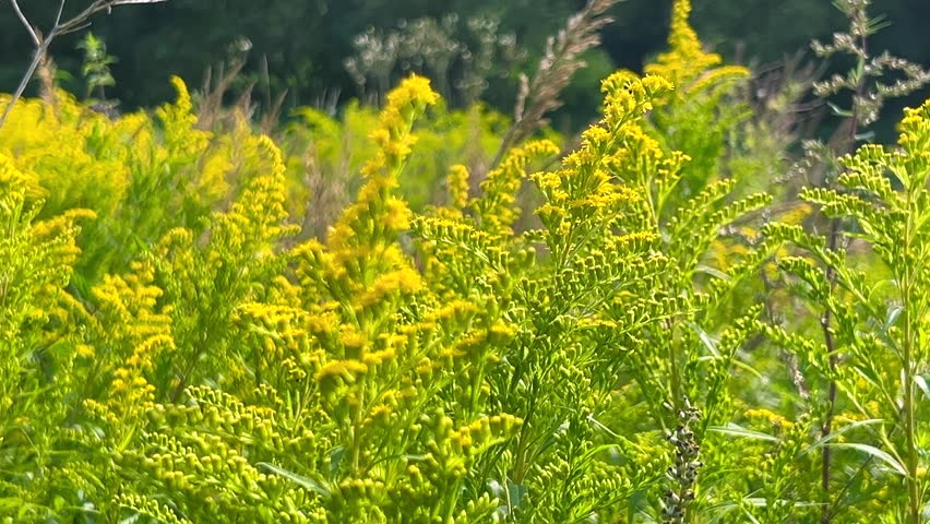 Solidago canadensis or Canadian goldenrod is an herbaceous perennial plant of the family Asteraceae.