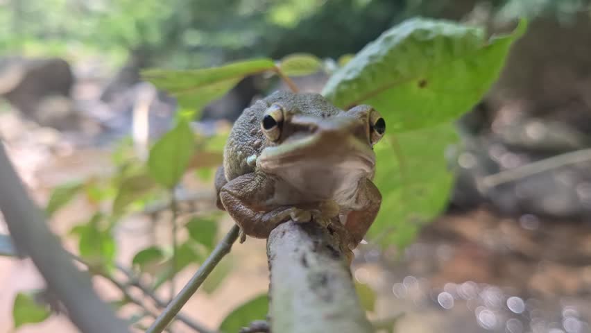 Close-up of a brown tropical frog resting on a leaf branch near a forest stream, showing details of amphibian skin and natural environment in daylight.