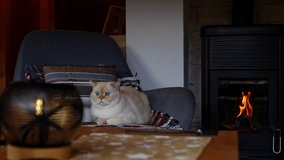 Scottish Straight cat relaxing by cozy fireplace. Beautiful color-point cat resting in armchair near fireplace inside a wooden cabin. Warm light, cozy autumn atmosphere..  - Powered by Shutterstock - Get 15% off with code: PIKWIZARD15