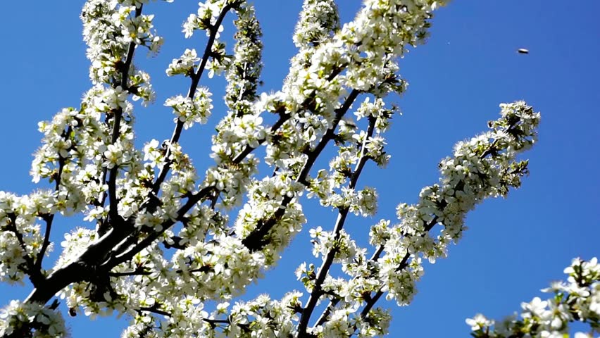 Blooming tree branches filled with white flowers against a vibrant blue sky day