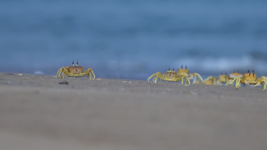 Yellow beach crabs (the Indian ghost crab -Ocypode brevicornis) in the Pulicat beach area, which is mottled brown to yellow in color and commonly found on sandy beaches