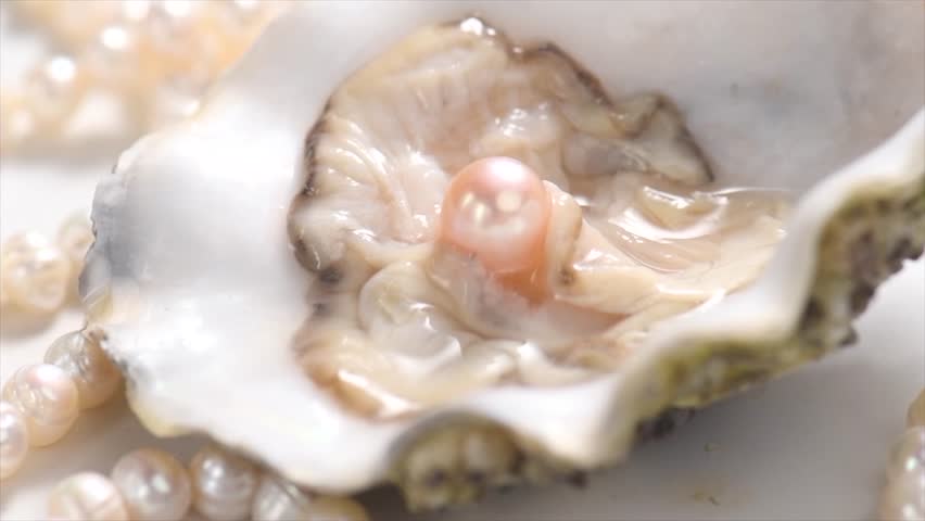 Pearls, One Natural pearl inside the oyster shell, close up, on white background. Nacre. Pearl necklace. Mother-of-pearl. Jewellery. Wealth concept. Rotating background, top view, slow motion. 