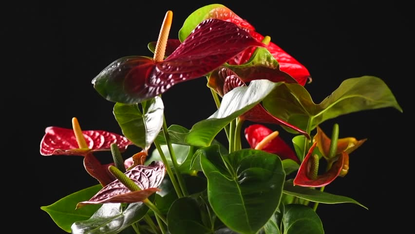 Anthurium House plant Anturium rotating over black background, Anthurium heart shaped flower, Flamingo flowers or Anthurium andraeanum (Araceae, Arum) 