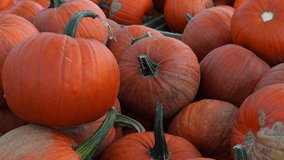 Halloween. Glowing carved Halloween pumpkins (jack-o-lanterns) with candles inside flickering in the dark night, spooky and festive autumn atmosphere, 4K ultra HD footage. - Powered by Shutterstock - Get 15% off with code: PIKWIZARD15