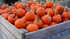 Halloween. Glowing carved Halloween pumpkins (jack-o-lanterns) with candles inside flickering in the dark night, spooky and festive autumn atmosphere, 4K ultra HD footage. - Powered by Shutterstock - Get 15% off with code: PIKWIZARD15