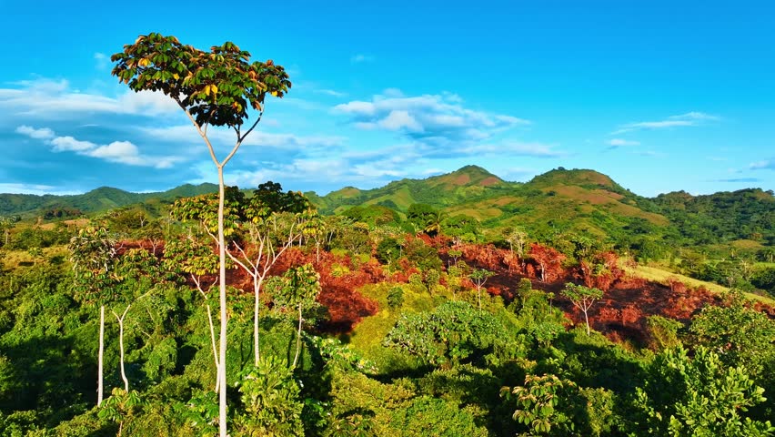 A tropical forest in front of a mountain landscape. Leaves and large branches on a tree with dense green foliage in front of mountain peaks. A beautiful green forest against a blue sky with clouds.