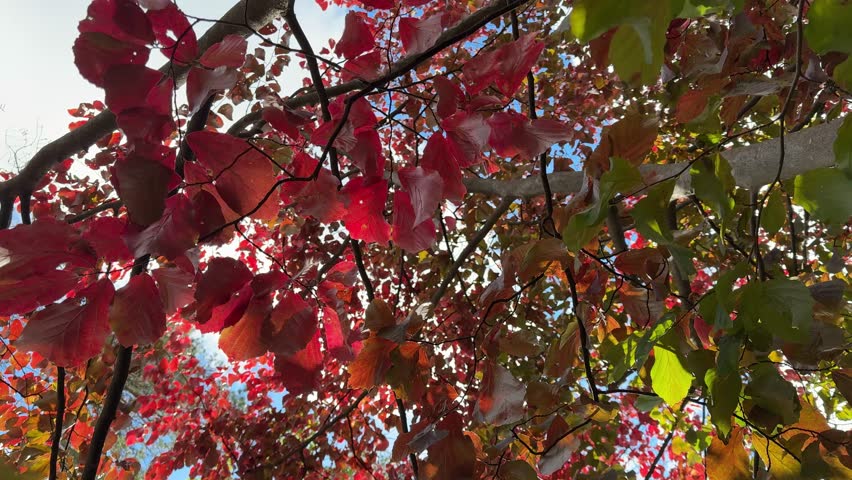 Red autumn leaves of parrotia tree.