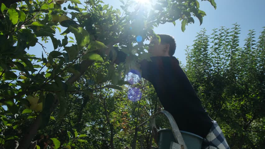 The camera moves around an apple tree with ripe yellow apples as a teenage boy picks the fruits by hand while standing on a garden ladder. Shot with a wide-angle lens, sun flares visible.