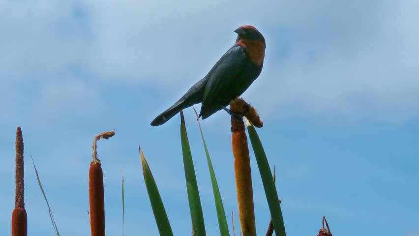 A bird perched on a southern cattail swaying in the wind with berries the same color as the feathers on its head on blue sky, chestnut-capped blackbird (Chrysomus ruficapillus)