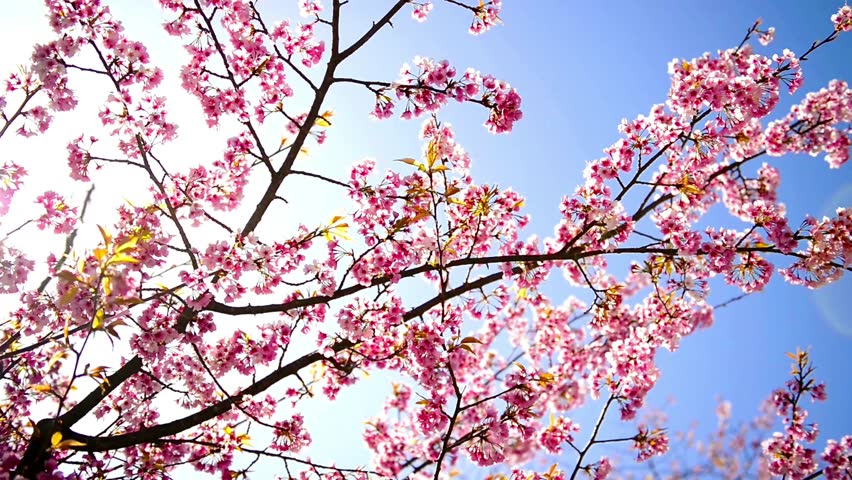Spring cherry blossoms tree. Beautiful scenery of Japan. low angle shot view with blue sky blooming sakura