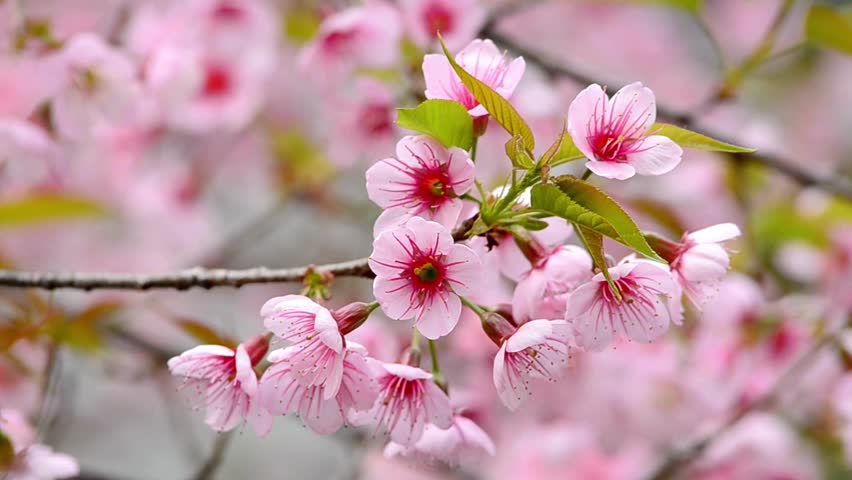 close up Japanese Cherry Blossoms in full bloom beautiful spring trees branch 4K UHD pink scenery Springs Flowers Cherry Sakura
