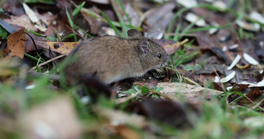 A field mouse runs around in the grass looking for food.
