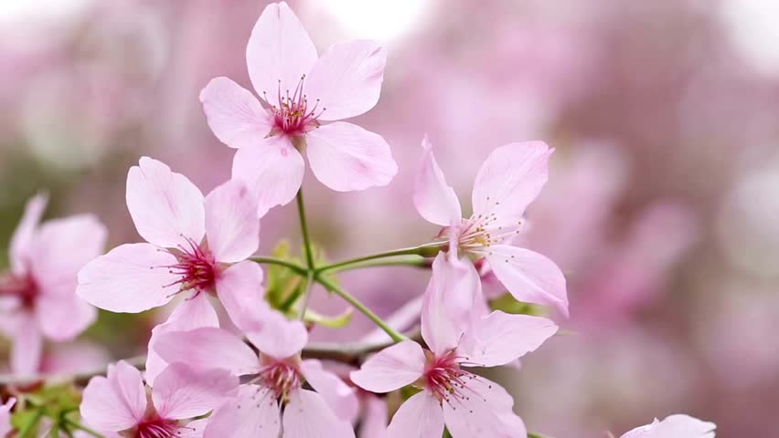 close up Japanese Cherry Blossoms in full bloom beautiful spring trees branch 4K UHD pink scenery Springs Flowers Cherry Sakura