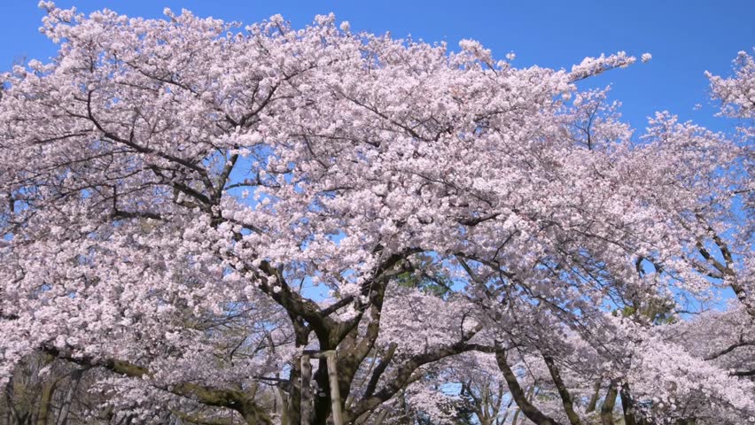 Pink cherry blooming Blossom soft Focus Sunlight blossoming in spring garden warm morning dolly shot