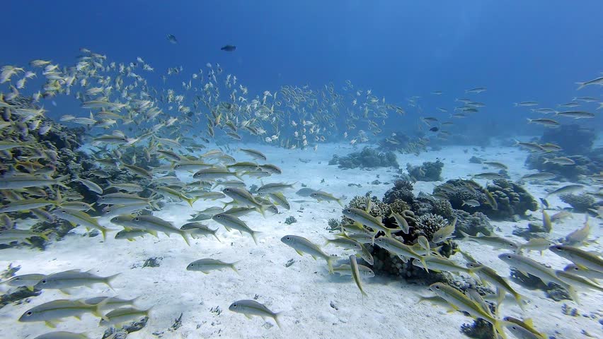 School of yellow goat fish  on the coral reef