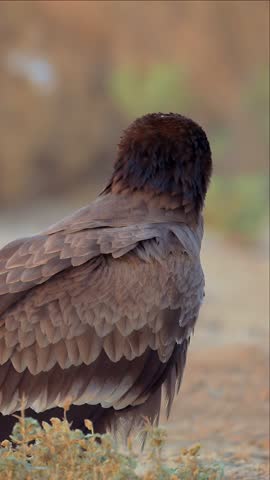 A majestic Steppe Eagle rests quietly in the early morning light on a sandy ridge in the desert. The quiet stillness of this hunter bird blends with the vast, peaceful terrain. Stepee Eagle close up.