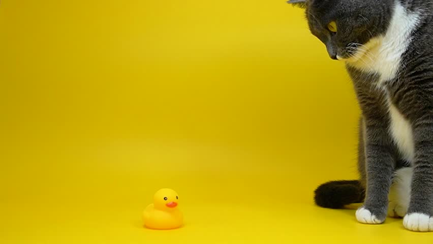A gray-white cat on a yellow background stretches its paw towards a rubber duck. A cat plays with a duck on a yellow background.  Game scene, low angle, studio feed.