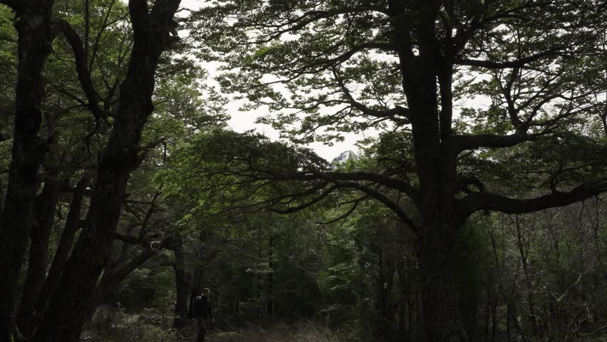 Man walking in Dense Dark Forest Canopy with view of Distant Snow-Capped Mountain Peak. Nature backgorund sound